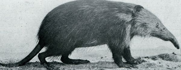 Onbekend, 1931, Onbekend, Abnormaliteiten in de dierenwereld. De Almiqui (Solenodon Paradoxus)