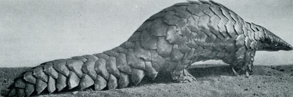 Onbekend, 1931, Onbekend, Abnormaliteiten in de dierenwereld. Het Afrikaansche schubdier (Pholidotus Giganteus)