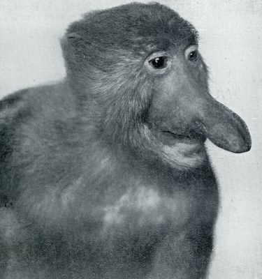 Onbekend, 1931, Onbekend, Abnormaliteiten in de dierenwereld. Neusaap