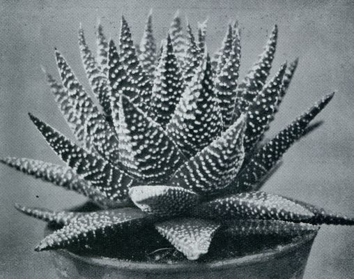 Onbekend, 1931, Onbekend, Haworthia Margaretifera Var. Granata