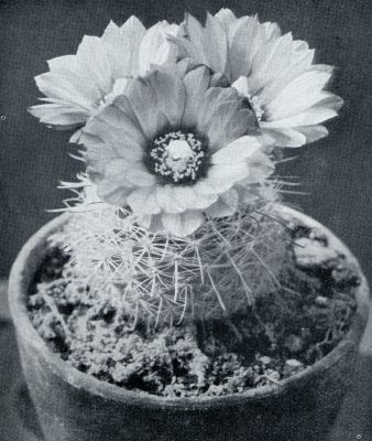 Onbekend, 1931, Onbekend, Cactus Microspermus