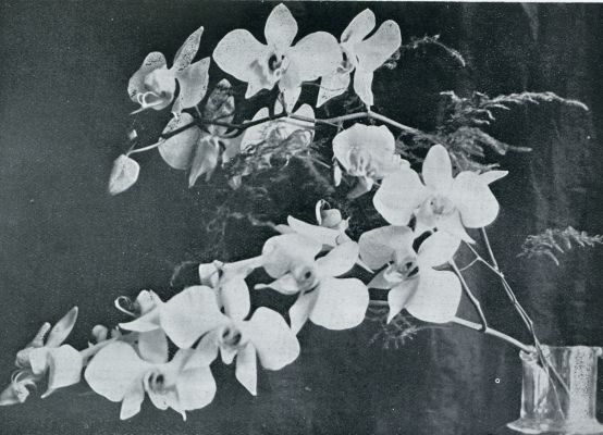 Tropische orchideen. Maan-orchidee, Phalaenopsis Amabilis Blume; een van Java's schoonste orchideen