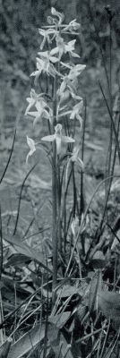 Tropische orchideen. Welriekende nachtorchis, Platanthera Bifolia