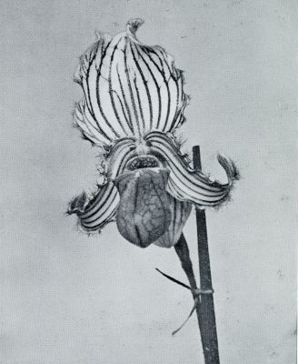 Tropische orchideen. Orchidee Paphiopedilum Fairieanum Pfitz