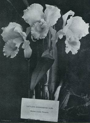 Tropische orchideen. Orchidee Cattleya Schroederae (Reich) Var: Alba