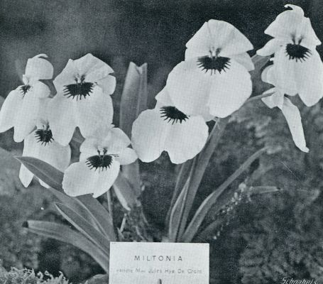 Onbekend, 1931, Onbekend, Tropische orchideen. Orchidee Miltonia Mad. Jules Hye de Crom