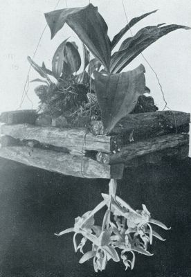 Onbekend, 1931, Onbekend, Tropische orchideen. Stanhope Oculata, bloeiend met een zwaren bloemtros