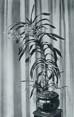 Onbekend, 1931, Onbekend, Tropische orchideen. Orchidee Vanda Tricolor