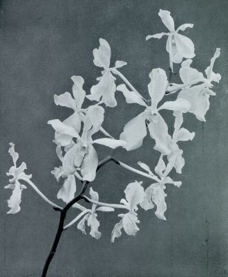 Onbekend, 1931, Onbekend, Tropische orchideen. Orchidee Vanda Caerulea