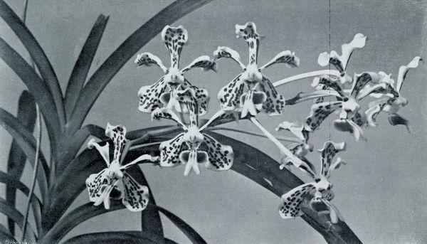 Onbekend, 1931, Onbekend, Tropische orchideen. Vanda Suavis met een fijnen bloementros van welriekende bloemen