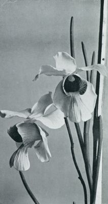 Onbekend, 1931, Onbekend, Tropische orchideen. Orchidee Vanda Teres