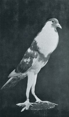 Onbekend, 1931, Onbekend, Duiven. Engelsche Knopperduivin. Een der fijnste tamme duivenrassen, die er bestaan. Goede exemplaren zijn zeldzaam, en worden met zeer hooge prijzen betaald