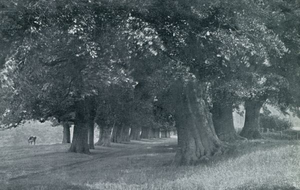Door Buckinghamshire.  Buckinghamshire. Oude boomen in de omgeving van Chenies