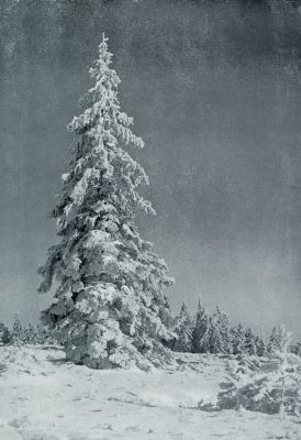 Duitsland, 1931, Onbekend, De kerstboom