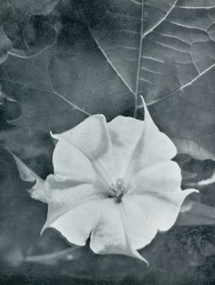 Botanische kunst bij bloemen. Bloemvan Datura Stramonium