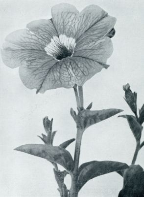 Botanische kunst bij bloemen. Bloem van Petunia Hybrida