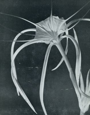 Onbekend, 1931, Onbekend, Botanische kunst bij bloemen. Bloem van Pancratium Caribaeum