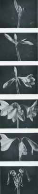 Onbekend, 1932, Onbekend, Van knop tot bloem. Amaryllis