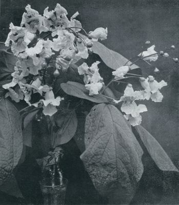 Onbekend, 1932, Onbekend, Bloeiende takken van de Catalpa, een mooie tuinboom