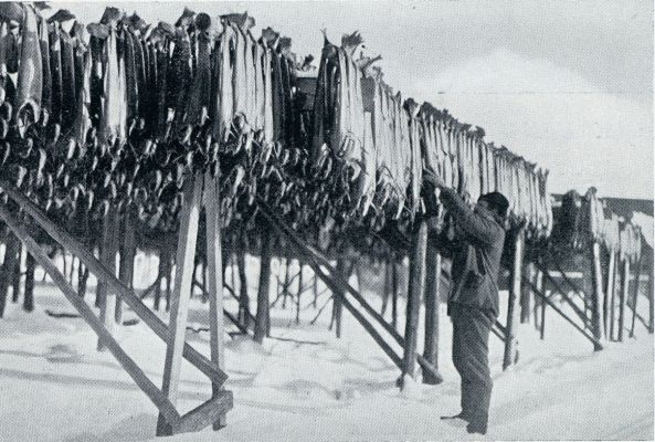 Noorwegen, 1932, Onbekend, Visschersleven in Noord-Noorwegen. Het drogen van kabeljauw tot stokvisch op de Lofoten