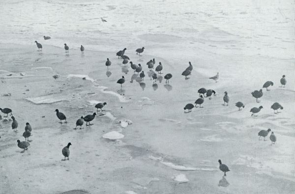 Onbekend, 1932, Onbekend, Helpt bij de sneeuwval en vorst de vogelwereld! Meerkoeten op het ijs, zoekende naar voedsel