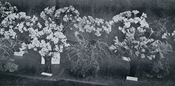 Onbekend, 1932, Onbekend, VEN VERZAMELING FREESIA-SOORTEN