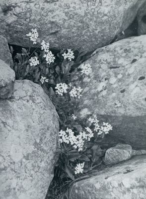 ALPENPLANTEN. ALPEN-GANZEKERS (ARA BIS ALPINA L.) GROEIEND TUSSCHEN ROTSBLOKKEN