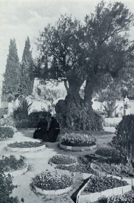 Isral, 1932, Jeruzalem, IN DEN HOF VAN GETHSMAN BIJ JERUZALEM