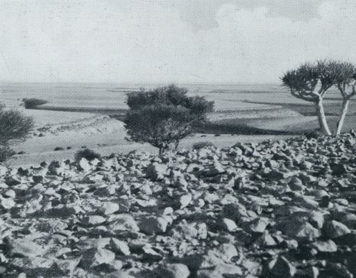 Jemen, 1932, Onbekend, DE ,,DJOOL MET RECHTS EEN DRAKENBLOEDBOOM