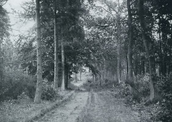 Noord-Brabant, 1932, Oisterwijk, OISTERWIJK. BOSCHLAAN BIJ GROOT SPEYCK