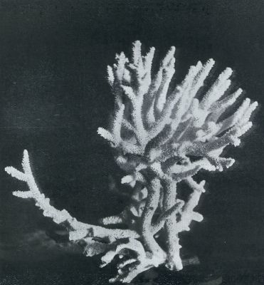 ACROPORA HEBES (DANA )