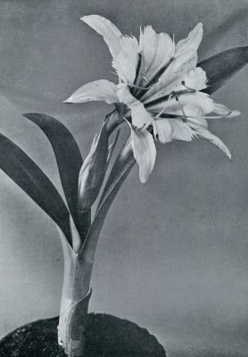 Onbekend, 1932, Onbekend, ISMENE (HYMENOCALLIS) SULPHUR QUEEN