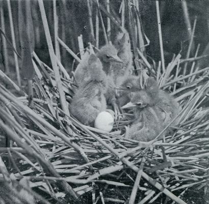 NEST MET JONGE WOUDAAPJES