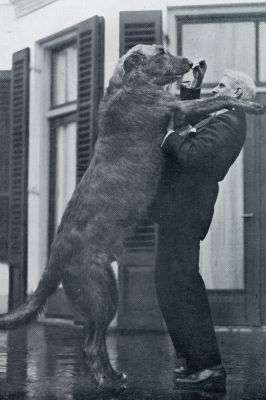 Onbekend, 1932, Onbekend, EEN FOTO DIE NOG BETER DAN DE VORIGE DOET ZIEN WELK EEN GEWELDIGE GROOTTE DE IERSCHE WOLFSHOND BEREIKEN KAN