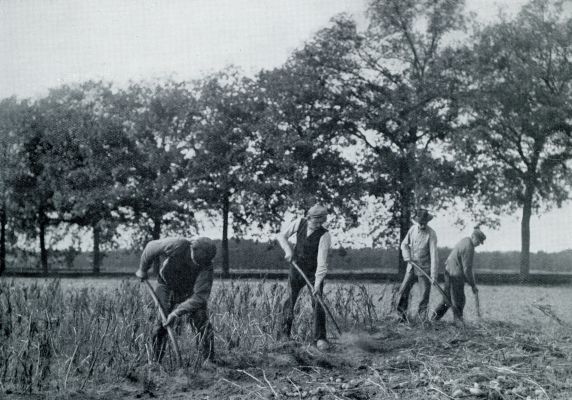 Onbekend, 1932, Onbekend, HET ROOIEN VAN LATE AARDAPPELEN