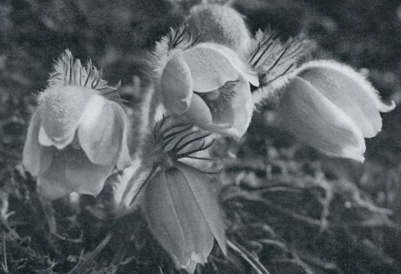 Frankrijk, 1932, Onbekend, OP EXCURSIE IN DE DAUPHIN. DE VOORJAARS- OF PELSANEMOON. In het vroege voorjaar staan de bloemkelken half open