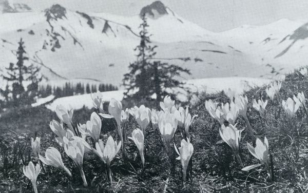 Frankrijk, 1932, Onbekend, OP EXCURSIE IN DE DAUPHIN. EEN ALPENWEIDE IN HET VOORJAAR