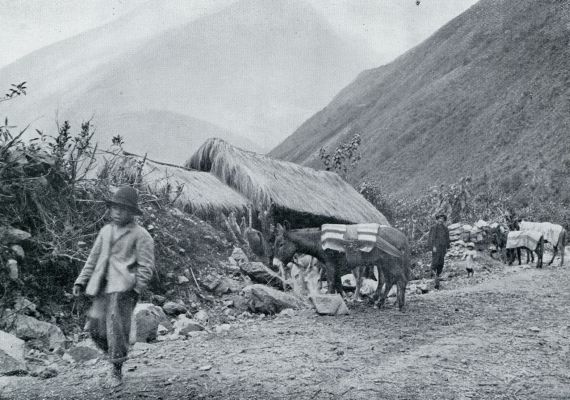 EEN INDIANENHOEVE OP DE DICHT BEGROEIDE BERGEN VAN BOLIVIA