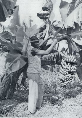 Onbekend, 1932, Onbekend, BANANEN. HET AFSNIJDEN DER TROSSEN