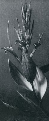 Onbekend, 1932, Onbekend, BILLBERGIA NUTANS