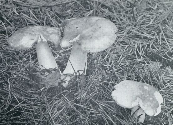 Onbekend, 1932, Onbekend, HERFST. ROODE RUSSULAS