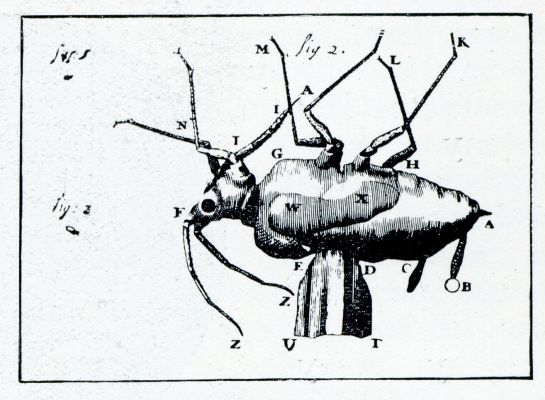 AELBESSE-LUYSJE. Afgebeeld en beschreven in de. 90e Missive d.d. 10 Juli 1693. Men ziet hier, hoe een object op de microscoopnaald bevestigd werd