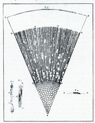 DWARSCHE DOORSNEDE DOOR EEN NJARIG TAKJE VAN DEN ESCH. Leeuwenhoek maakt hier, behalve op de groote vaten en de kleine vaten {de houtvezels), opmerkzaam op de vaten die merg en bast verbinden {de mergstralen). Zijn F. 1 is een lengtedoorsnede door een groot houtvat, F. 2 vertoont mergstralen dwars doorge- neden, liggende temidden der kleine vaten {houtvezels). F. 4 stelt voor een klein aaltje uit jonge Fransche wijn