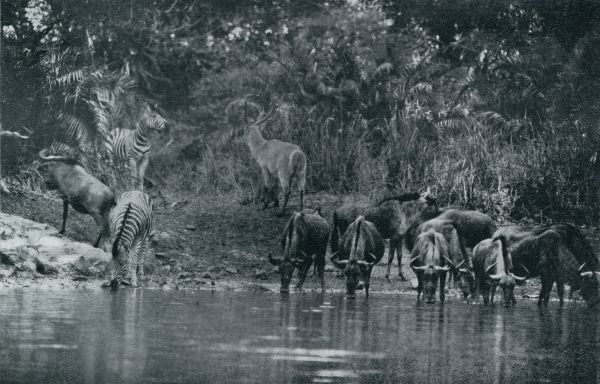 Zuid-Afrika, 1932, Onbekend, ZEBRAS, WILDEBEESTEN EN (IN HET MIDDEN) KRINGGATWATERBOK