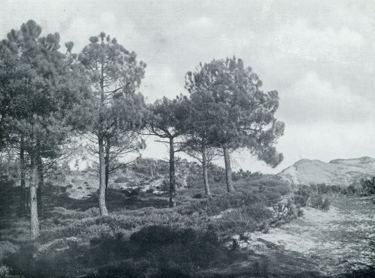 Gelderland, 1932, Onbekend, DE VELUWE, ,.NOG ALTIJD HET LAND VAN EENZAAMHEID. 