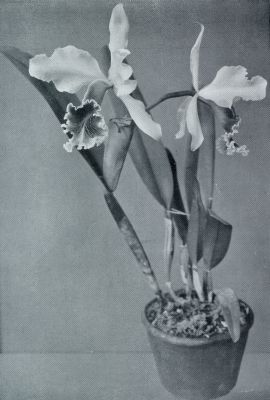 Onbekend, 1932, Onbekend, UIT DE WERELD DER ORCHIDEEN. CATTLEYA LABIATA WEGERI Met lette op de groote, peperhuisvormige lip