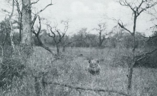 Zuid-Afrika, 1932, Onbekend, OOK DE KONING VAN DE DIERENWERELD HEEFT DEN FOTOGRAAF ONTDEKT