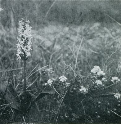 UIT DE WERELD DER ORCHIDEEN. PLATANTHERA BIFOLIA OF WELRIEKENDE  NACHTORCHIS, EEN KRUIDACHTIGE ORCHIDEE MET ONGEDEELDE KNOLLEN EN WITTE WELRIEKENDE BLOEMEN