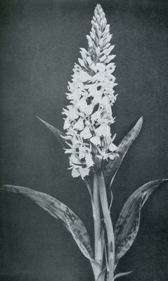 Onbekend, 1932, Onbekend, UIT DE WERELD DER ORCHIDEEN. TYPE VAN EEN KRUIDACHTIGE KNOLVORMENDE AARDORCHIDEE, ORCHIS MACULATA OF GEVLEKTE ORCHIS