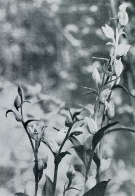 Onbekend, 1932, Onbekend, AARD-ORCHIDEE. HET BOSCHVOGELTJE (CEPHALANTHERA)